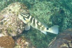 Groupers - Nassau Grouper - Epinephelus striatus