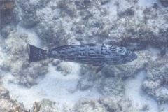 Groupers - Black Grouper - Mycteroperca bonaci