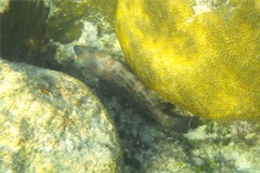 Groupers - Black Grouper - Mycteroperca bonaci