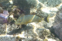 Grunts - Bluestriped Grunt - Haemulon sciurus