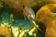 Squirrelfish - Longspine Squirrelfish - Holocentrus rufus