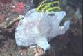 Frogfish - Commerson's Frogfish - Antenarius commerson