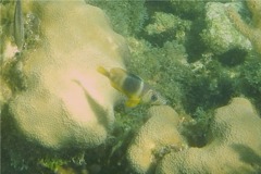 Hamlets - Barred Hamlet - Hypoplectrus puella