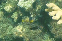 Hamlets - Barred Hamlet - Hypoplectrus puella