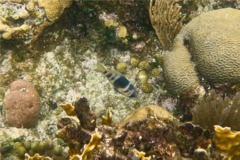 Hamlets - Barred Hamlet - Hypoplectrus puella