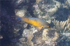 Hogfish - Spanish Hogfish - Bodianus rufus