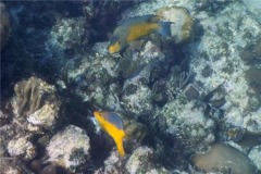 Hogfish - Spanish Hogfish - Bodianus rufus