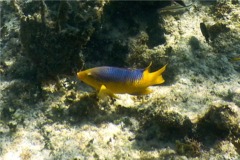 Hogfish - Spanish Hogfish - Bodianus rufus