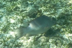 Hogfish - Hogfish - Lachnolaimus maximus