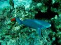 Parrotfish - Queen Parrotfish - Scarus vetula