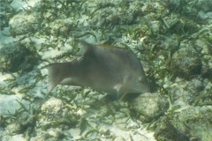 Hogfish - Hogfish - Lachnolaimus maximus