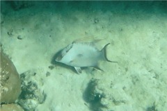 Hogfish - Hogfish - Lachnolaimus maximus