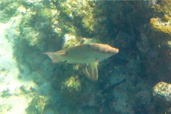 Hogfish - Hogfish - Lachnolaimus maximus