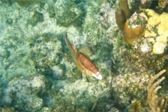 Hogfish - Hogfish - Lachnolaimus maximus