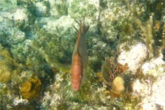 Hogfish - Hogfish - Lachnolaimus maximus