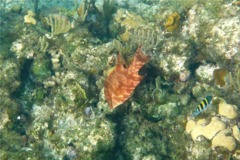 Hogfish - Hogfish - Lachnolaimus maximus