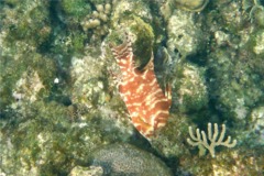 Hogfish - Hogfish - Lachnolaimus maximus