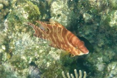 Hogfish - Hogfish - Lachnolaimus maximus