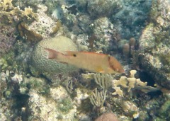 Hogfish - Hogfish - Lachnolaimus maximus