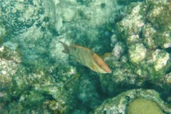 Hogfish - Hogfish - Lachnolaimus maximus