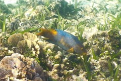 Hogfish - Spanish Hogfish - Bodianus rufus