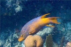 Hogfish - Spanish Hogfish - Bodianus rufus