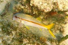 Goatfish - Yellow Goatfish - Mulloidichthys martinicus