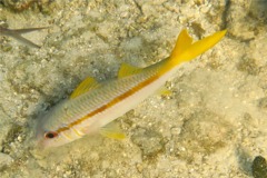 Goatfish - Yellow Goatfish - Mulloidichthys martinicus