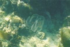 Jellyfish - Sea Walnut - Mnemiopsis mccradyi