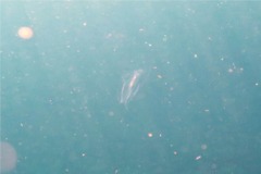 Jellyfish - Caribbean Box Jellyfish - Tripedalia cystophora