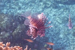 Lionfish - Common Lionfish - Pterois volitans