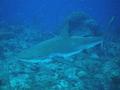 Sharks - Blacktip Reef Shark - Carcharhinus melanopterus