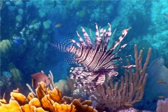 Lionfish - Common Lionfish - Pterois volitans