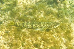 Lizardfish - Sand Diver - Synodus intermedius