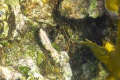 Spiny Lobsters - Spotted Spiny Caribbean Lobster - Panulirus guttatus