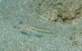 Gobies - Bridled Goby - Coryphopterus glaucofraenum