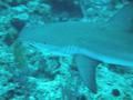 Sharks - Blacktip Reef Shark - Carcharhinus melanopterus