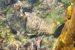 Lobsters - Sculptured Slipper Lobster - Parribacus antarcticus