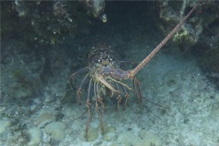 Spiny Lobsters - Caribbean Spiny Lobster - Panulirus argus