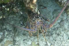 Spiny Lobsters - Caribbean Spiny Lobster - Panulirus argus