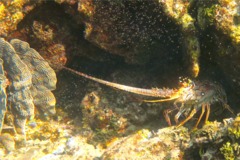 Spiny Lobsters - Caribbean Spiny Lobster - Panulirus argus