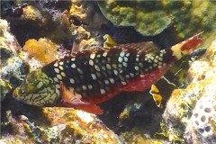 Parrotfish - Stoplight Parrotfish - Sparisoma viride