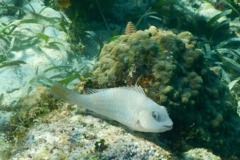 Parrotfish - Redtail Parrotfish - Sparisoma chrysopterum