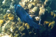 Parrotfish - Midnight parrotfish - scarus coelestinus