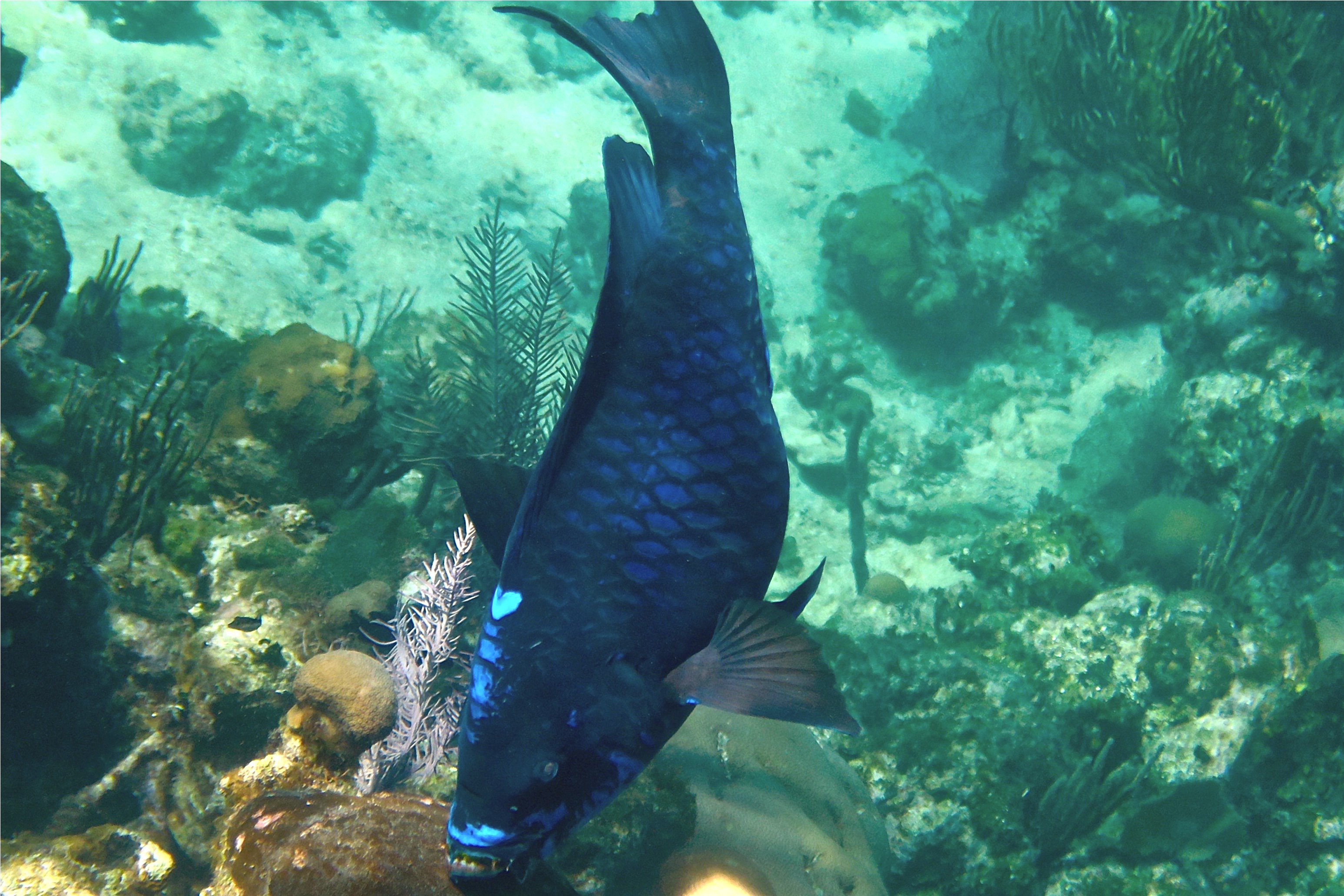 Parrotfish - Midnight parrotfish - scarus coelestinus