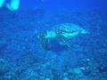 Turtle - Green Sea Turtle - Chelonia mydas