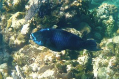 Parrotfish - Midnight parrotfish - scarus coelestinus