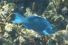 Parrotfish - Queen Parrotfish - Scarus vetula