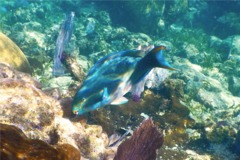 Parrotfish - Queen Parrotfish - Scarus vetula