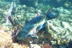 Parrotfish - Queen Parrotfish - Scarus vetula